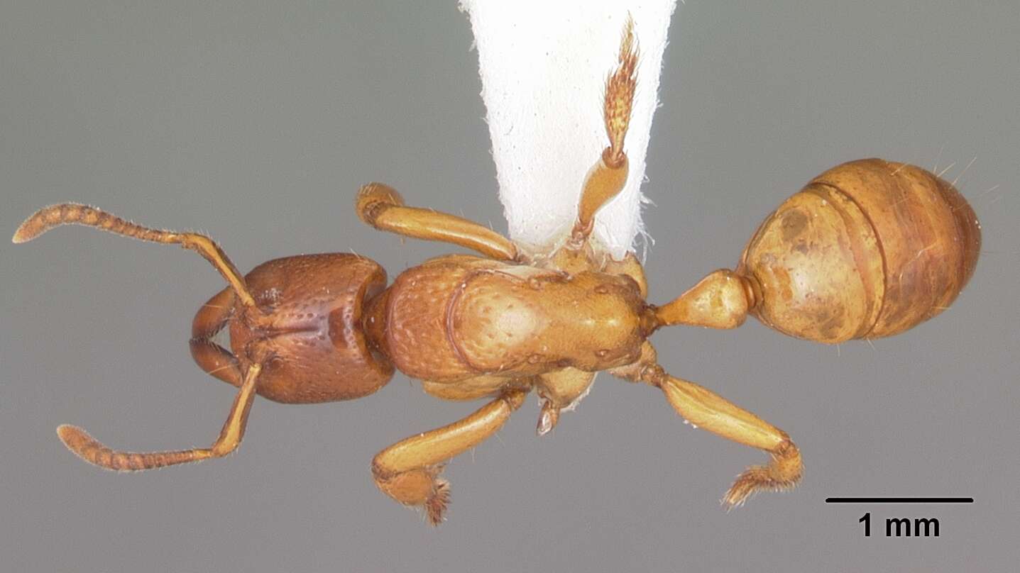 Imagem de Centromyrmex praedator