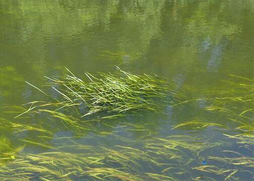 Image of flowering rush family