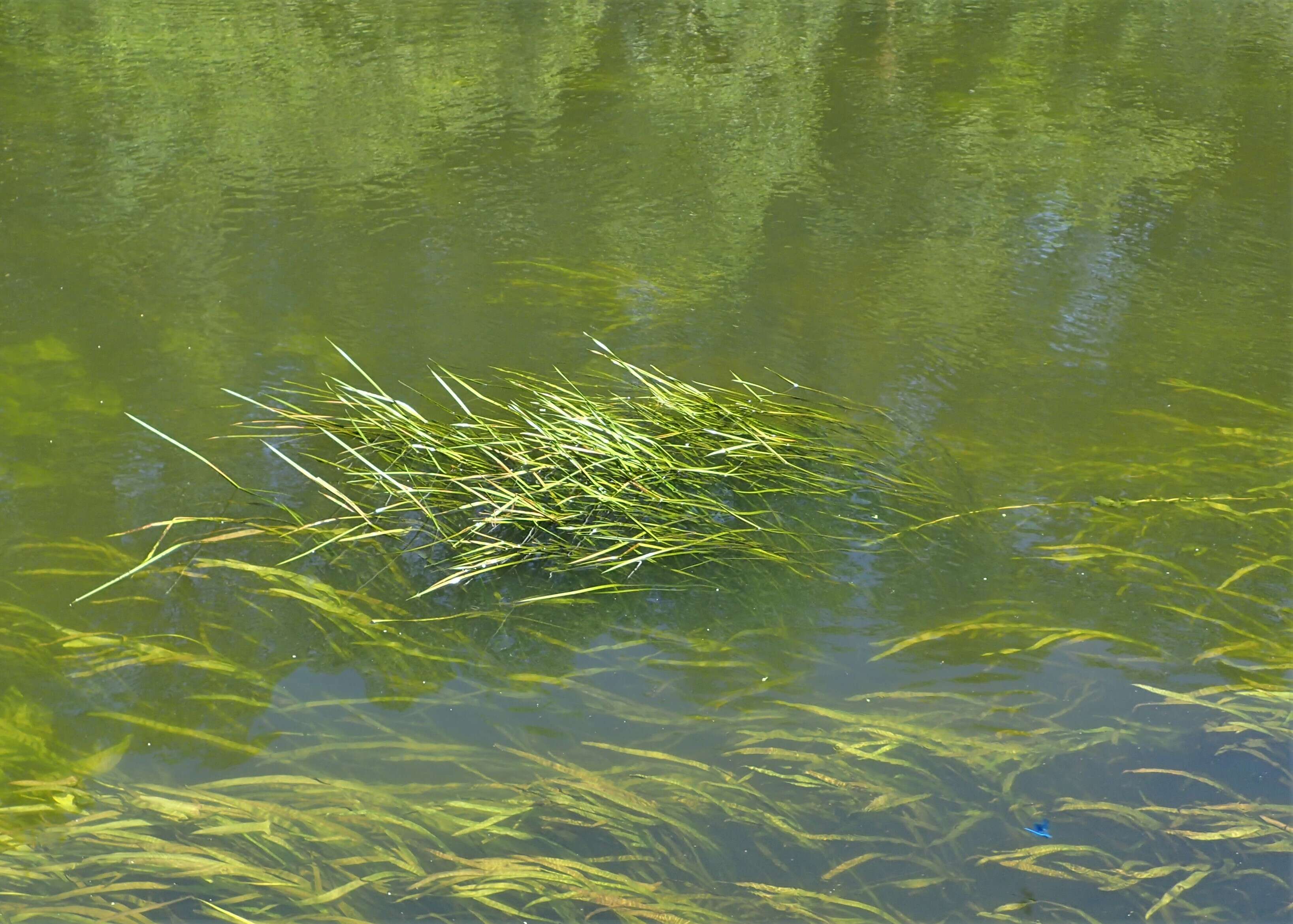 Image of flowering rush family