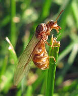 Image de Lasius neoniger Emery 1893