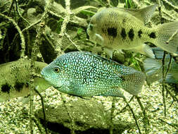 Image of Lowland cichlid