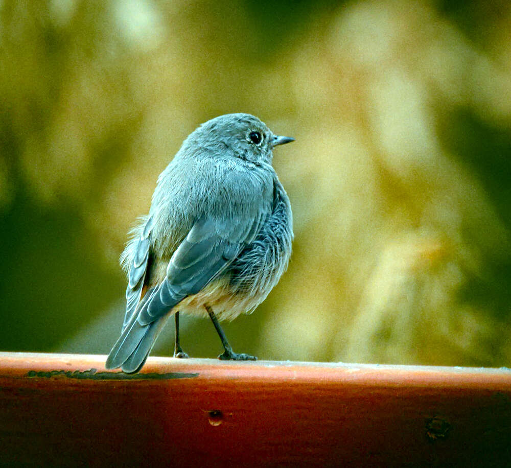 Image of Black Redstart