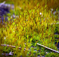 Image of tortula moss