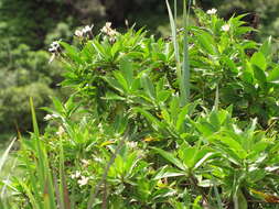 Imagem de Scaevola chamissoniana Gaud.