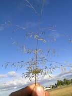 Image of smallflower lovegrass