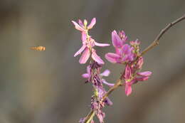 Plancia ëd Indigofera cassioides DC.