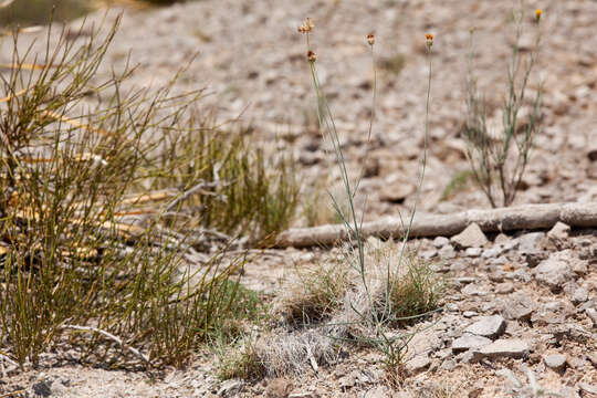 Image of Hopi tea greenthread