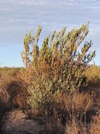 Image of Ivory conebush