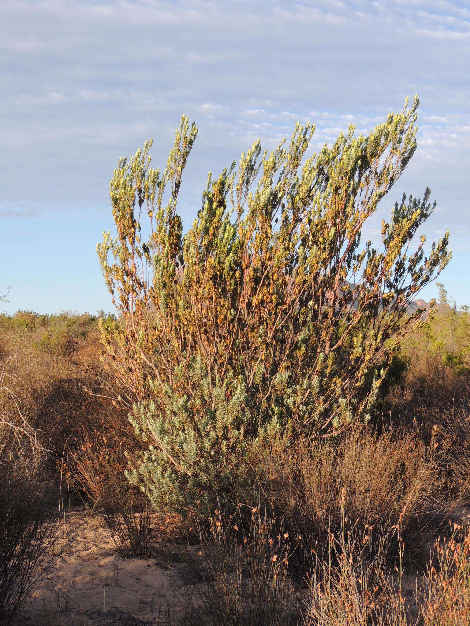 Image of Ivory conebush