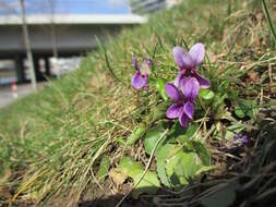 Image of sweet violet