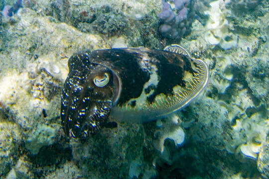 Image of Broadclub Cuttlefish