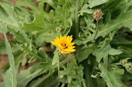 Image of False sowthistle