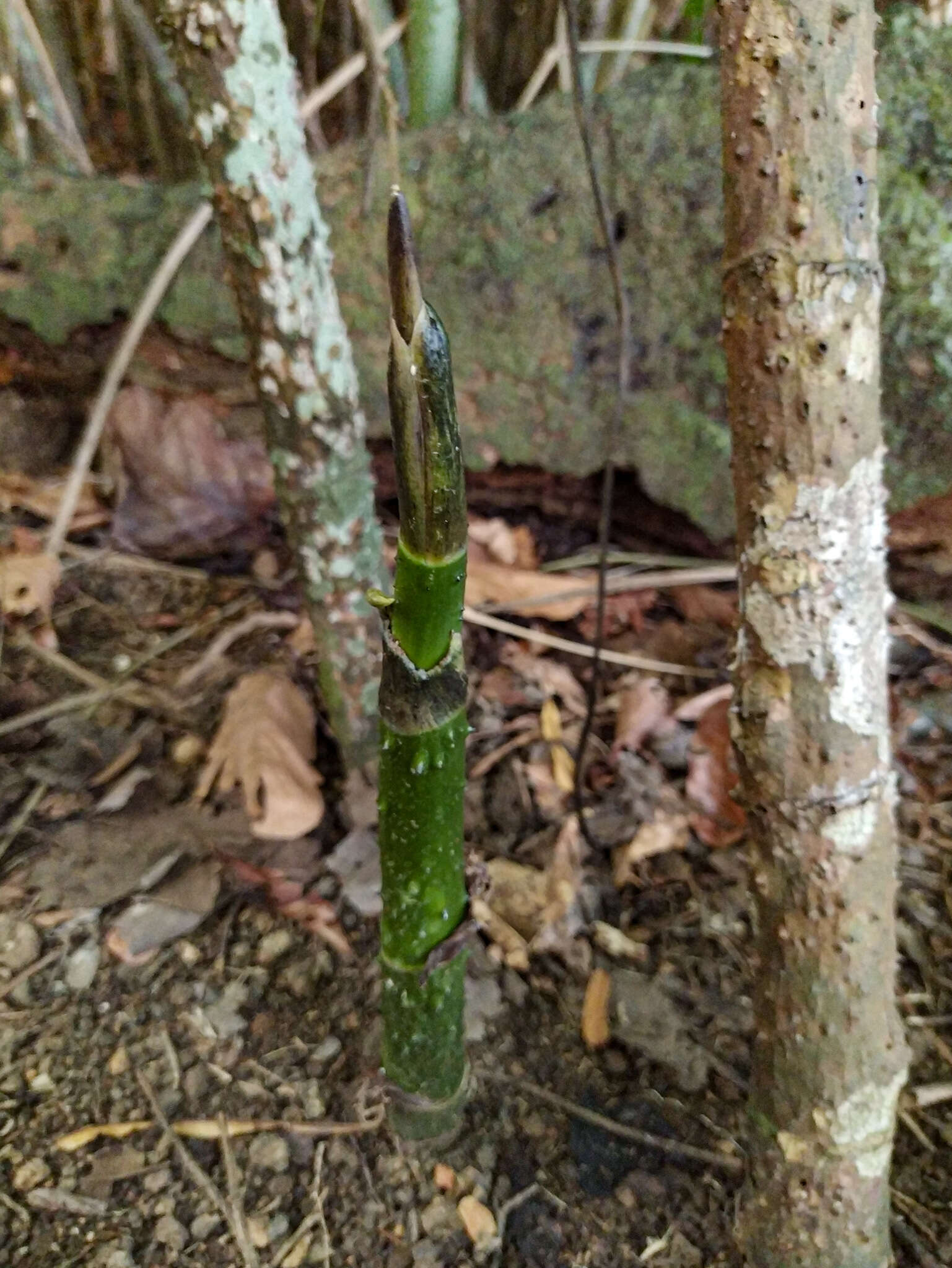 Image de Montrichardia arborescens (L.) Schott