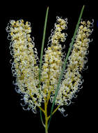 Image of Grevillea stenobotrya F. Müll.