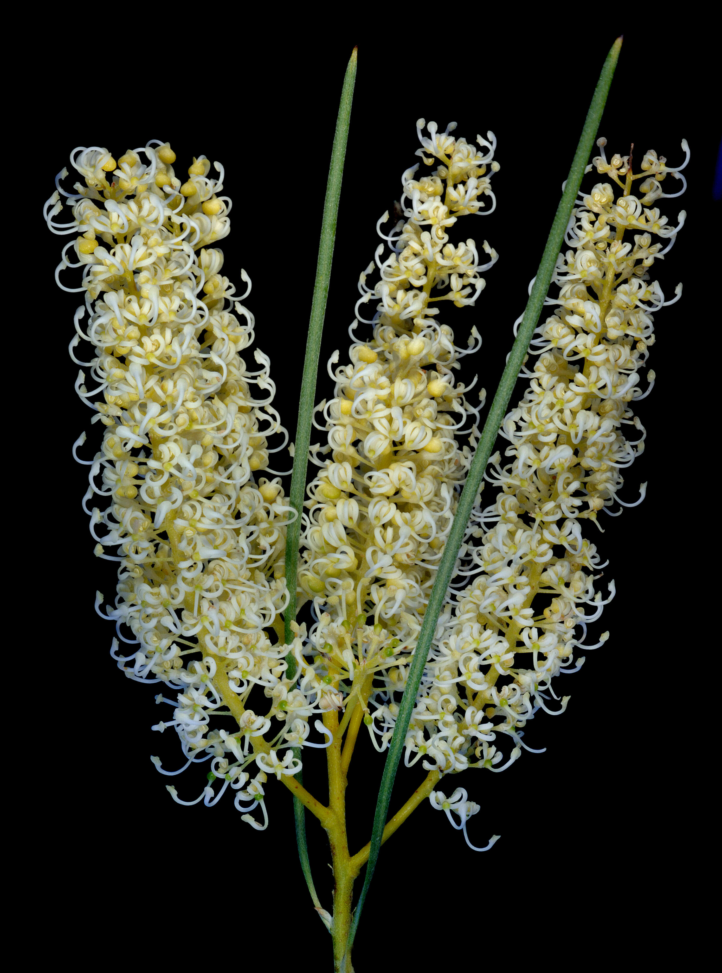 Image of Grevillea stenobotrya F. Müll.