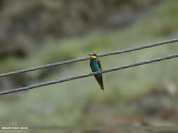 Image of bee-eater, european bee-eater