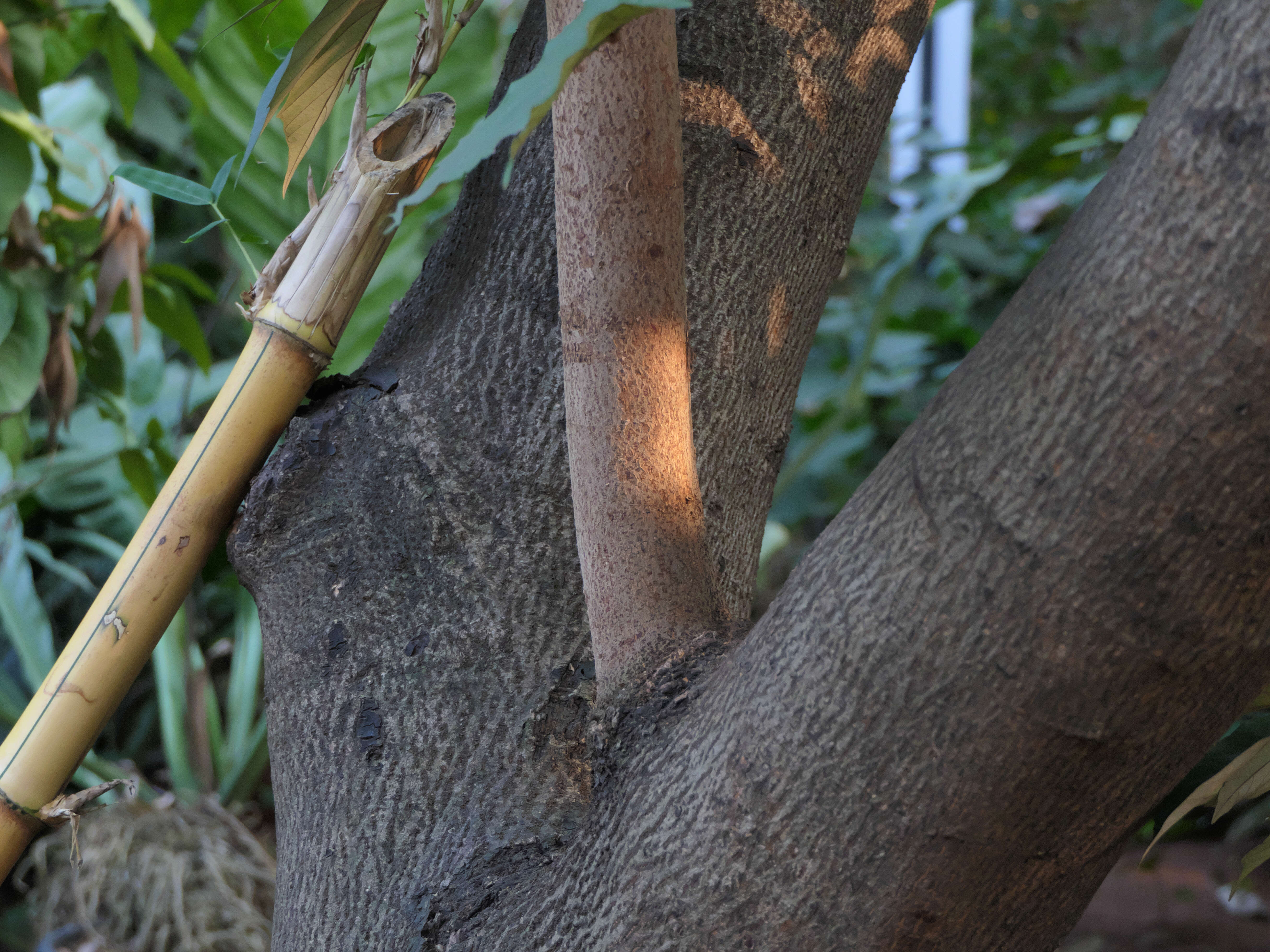 Image of Pterospermum acerifolium (L.) Willd.