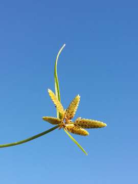 Image of Yellow Flat Sedge