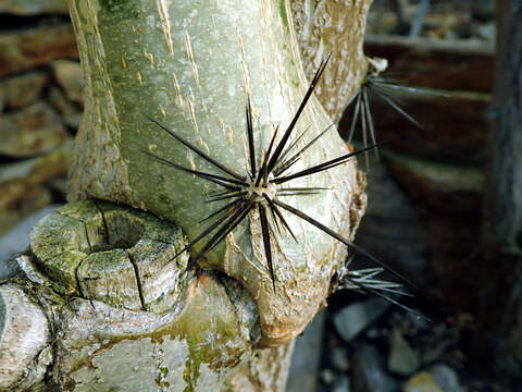 صورة Pereskia grandifolia Haw.