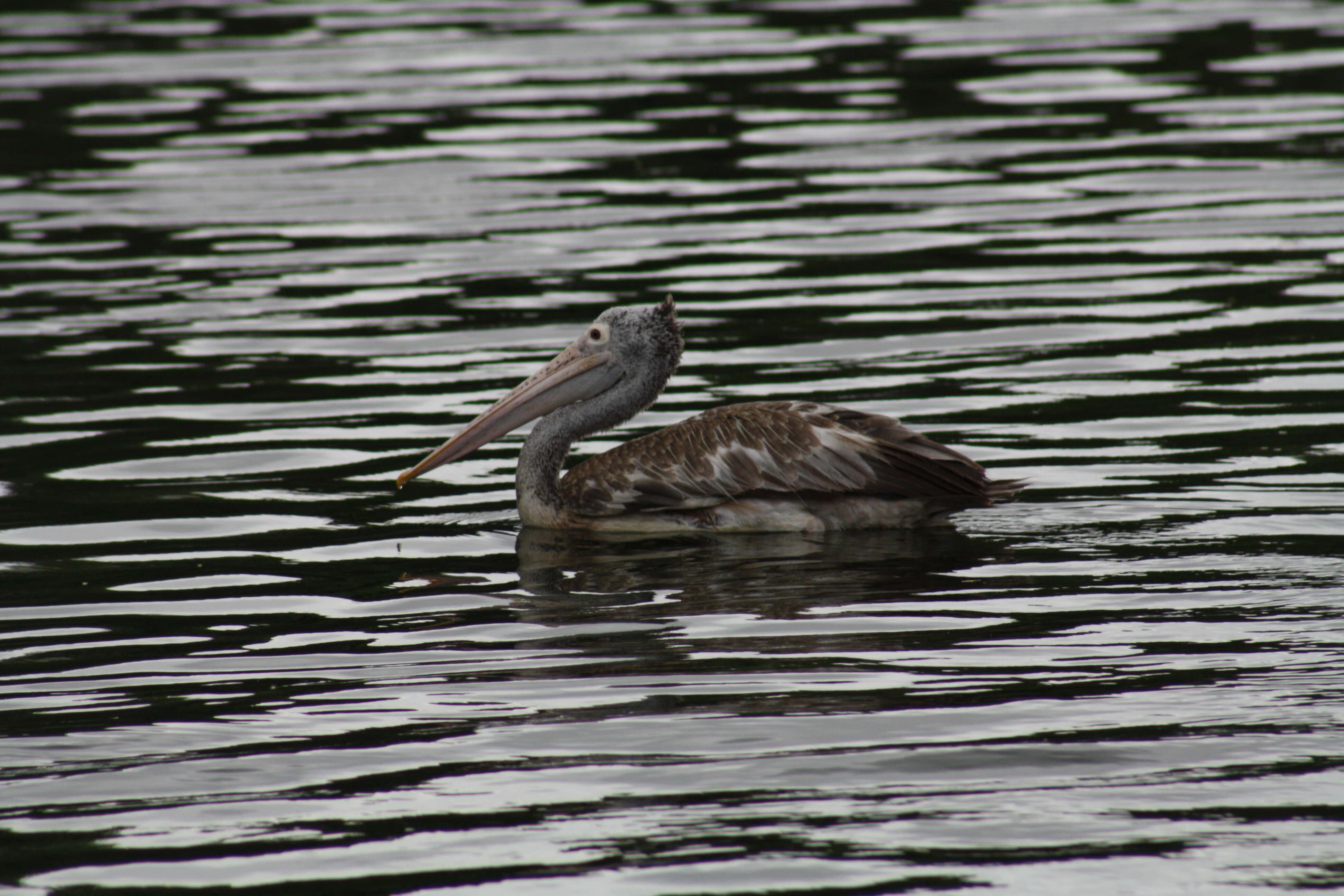 Image of Grey Pelican