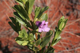 Image of Eremophila willsii F. Muell.