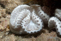 Image of Sycozoa cerebriformis (Quoy & Gaimard 1834)