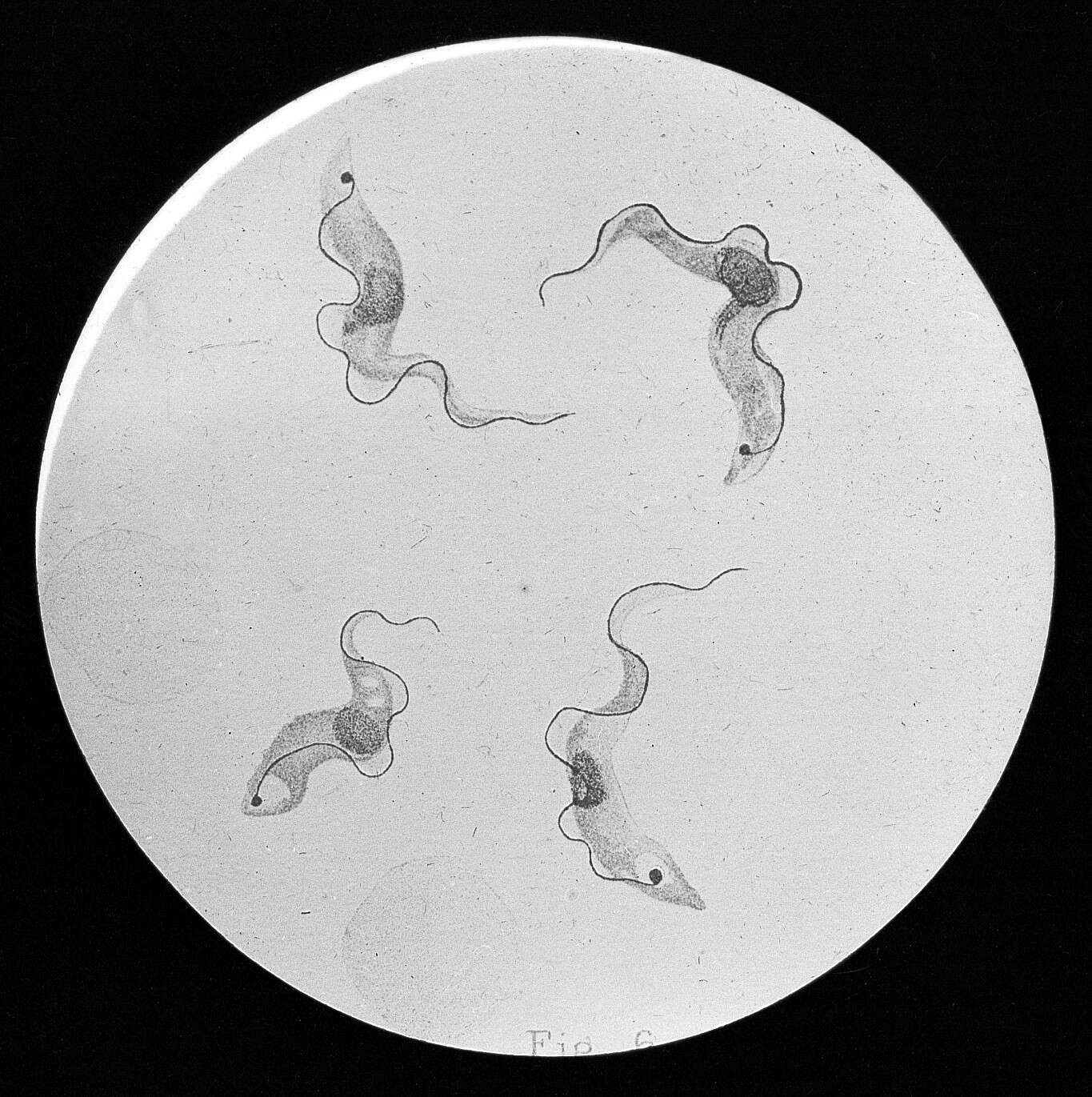 Image of Trypanosoma Gruby 1843