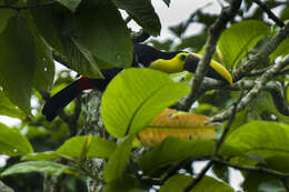 Image of Chestnut-mandibled Toucan