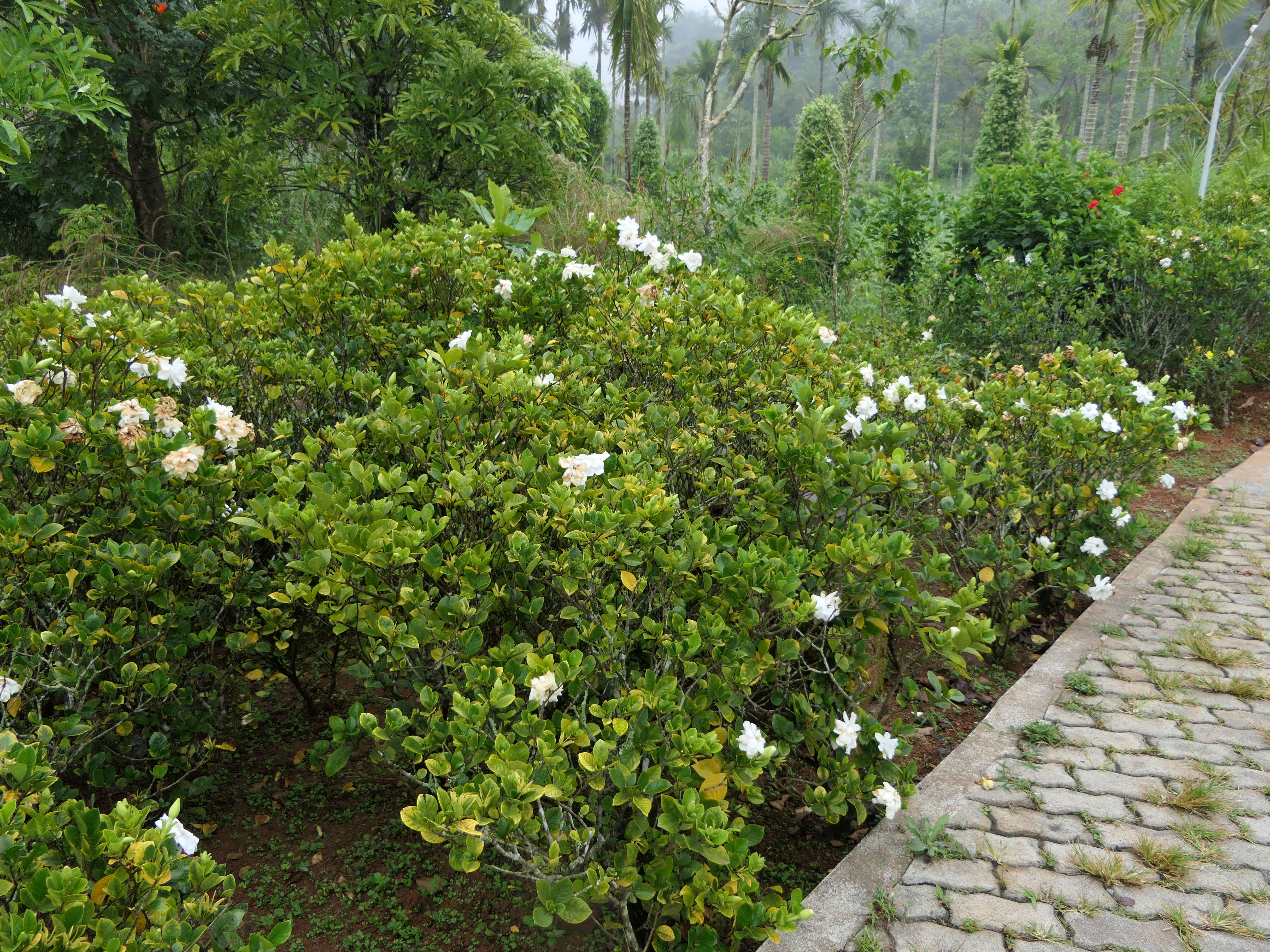 Image de Gardenia jasminoides J. Ellis