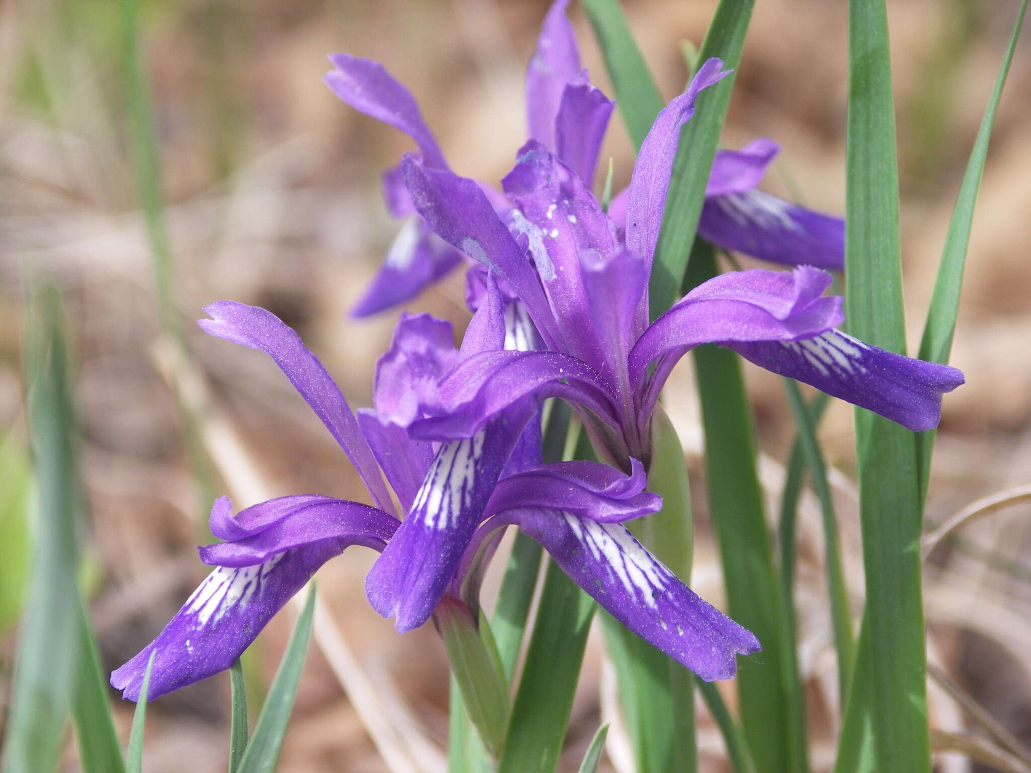 Image of Iris uniflora Pall. ex Link