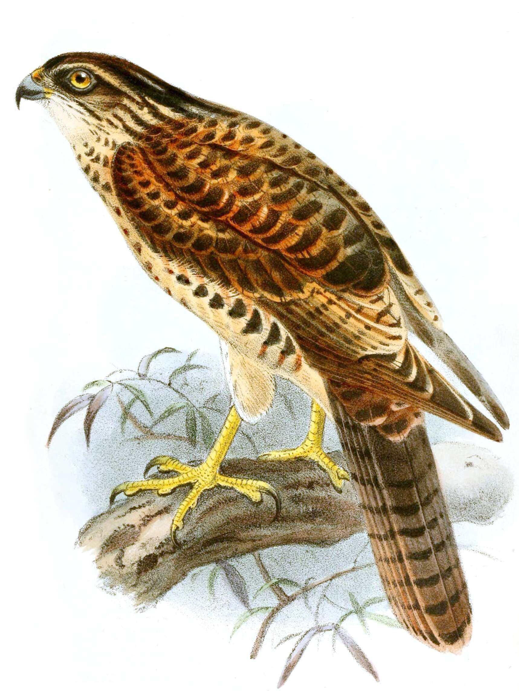 Plancia ëd Accipiter albogularis Gray & GR 1870