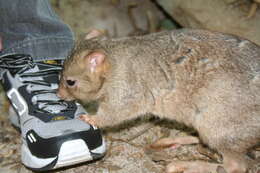 Sivun Bettongia lesueur (Quoy & Gaimard 1824) kuva