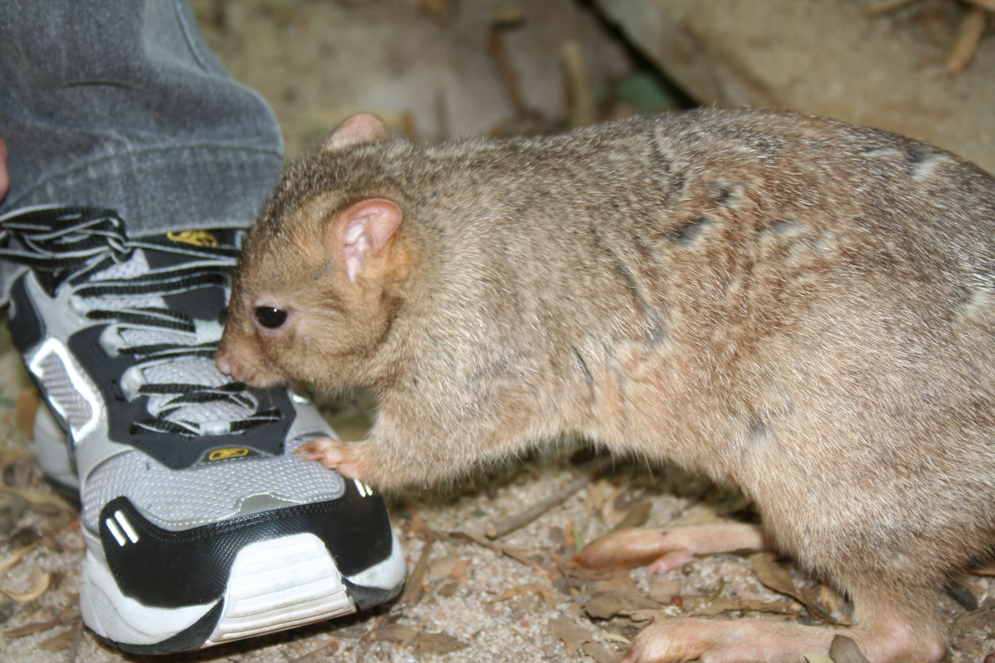 Sivun Bettongia lesueur (Quoy & Gaimard 1824) kuva