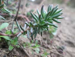 Слика од Petrosedum rupestre (L.) P. Heath