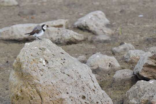 Image of White-fronted Chat