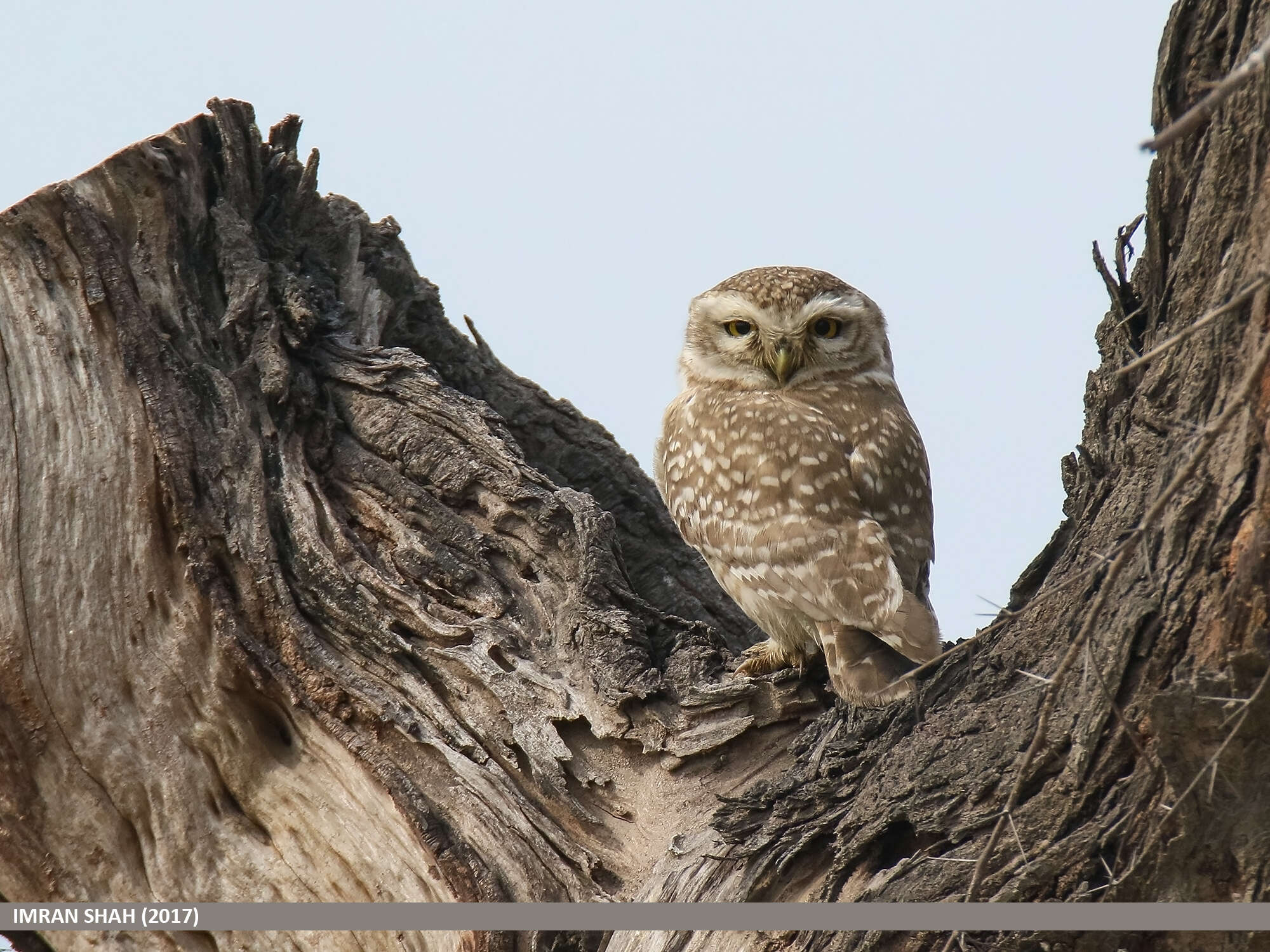 Image of Spotted Owlet