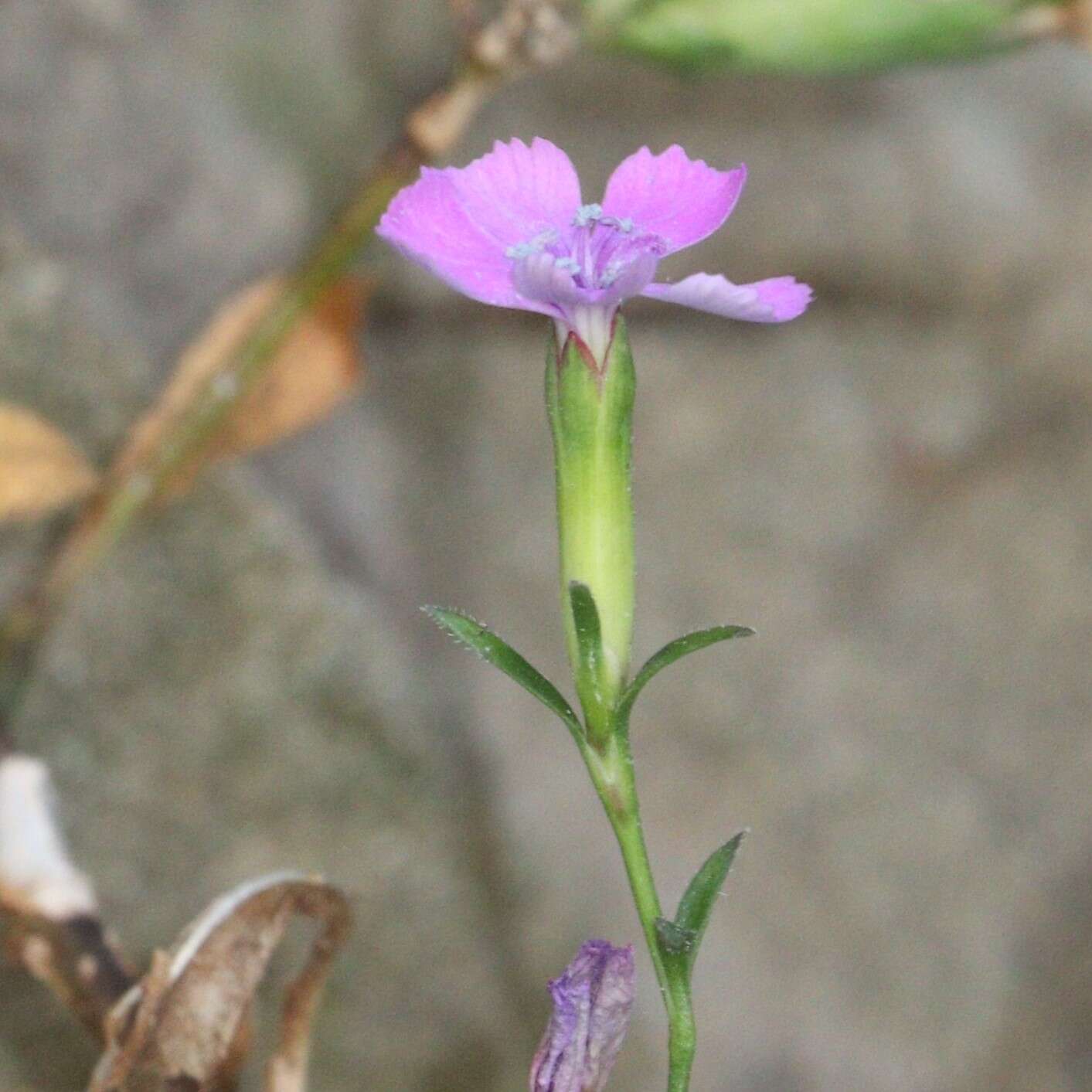 Image of Dianthus japonicus C. P. Thunb. ex A. Murray