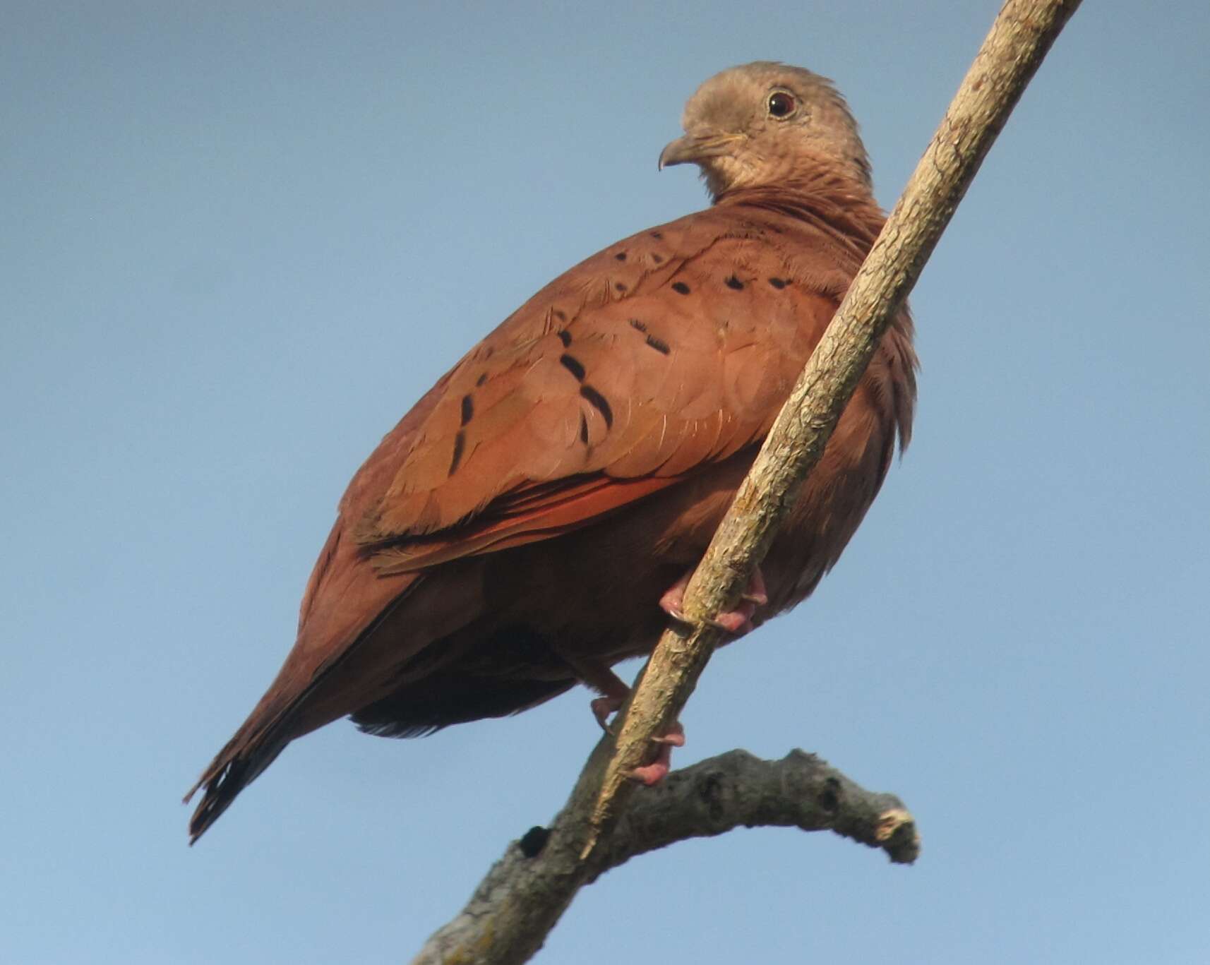 Image of Ruddy Ground Dove