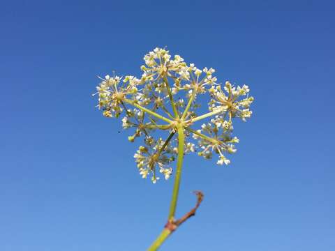 Image of Peucedanum palustre