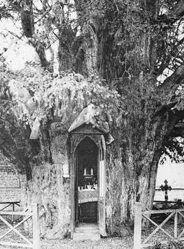 Image of English yew