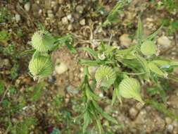 Image de Silene conoidea L.