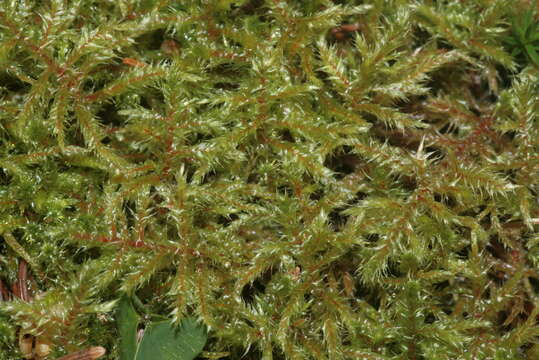 Image of square goose neck moss