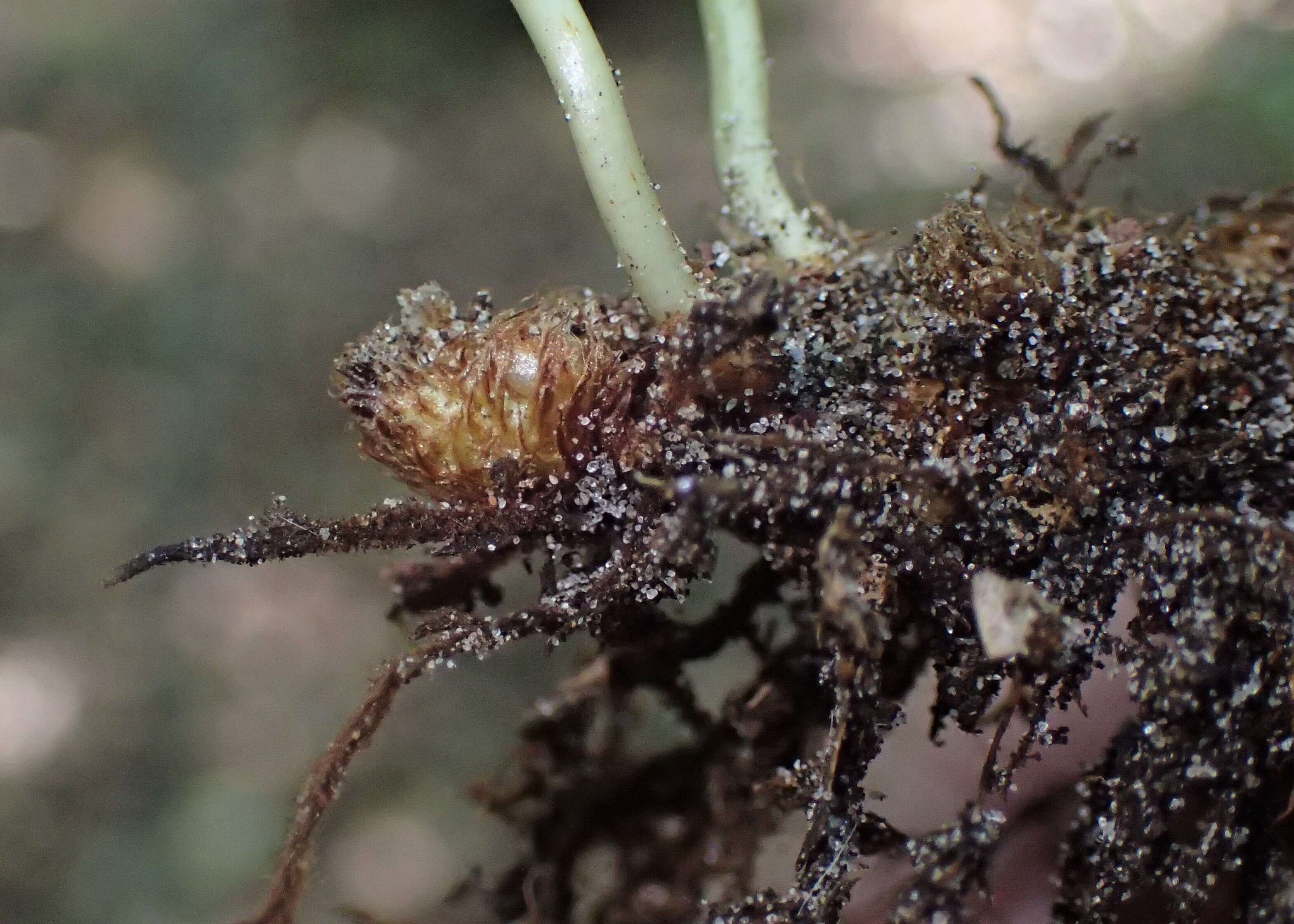 Image of common polypody