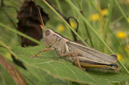 Melanoplus bivittatus (Say 1825)的圖片