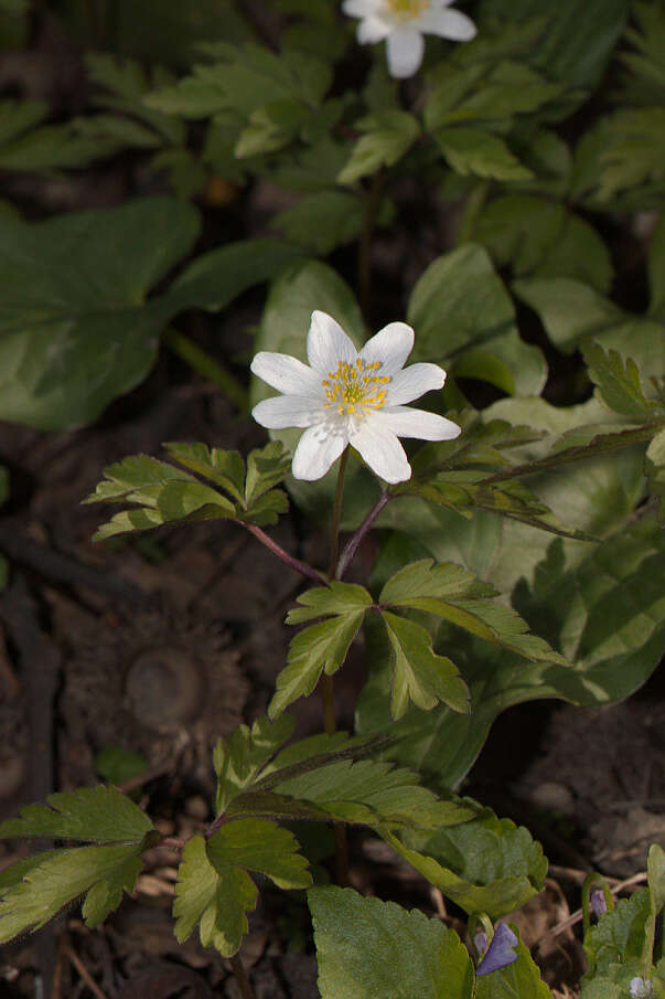 Image of European thimbleweed