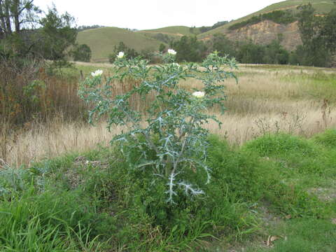 Imagem de Argemone ochroleuca Sweet