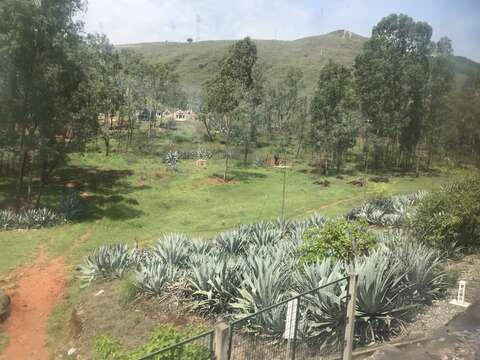 Plancia ëd Agave sisalana Perrine