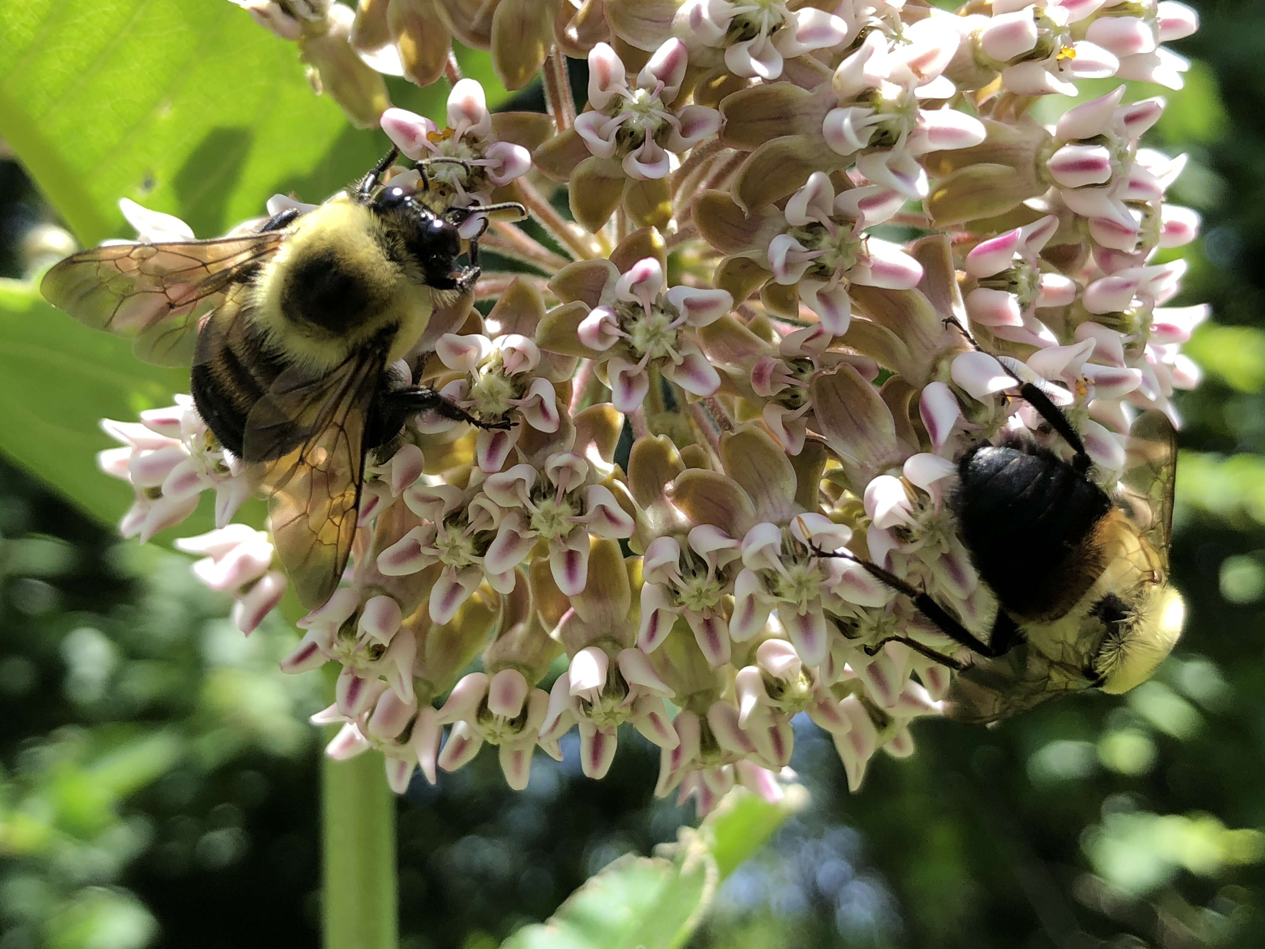 Image of Eastern Carpenter Bee