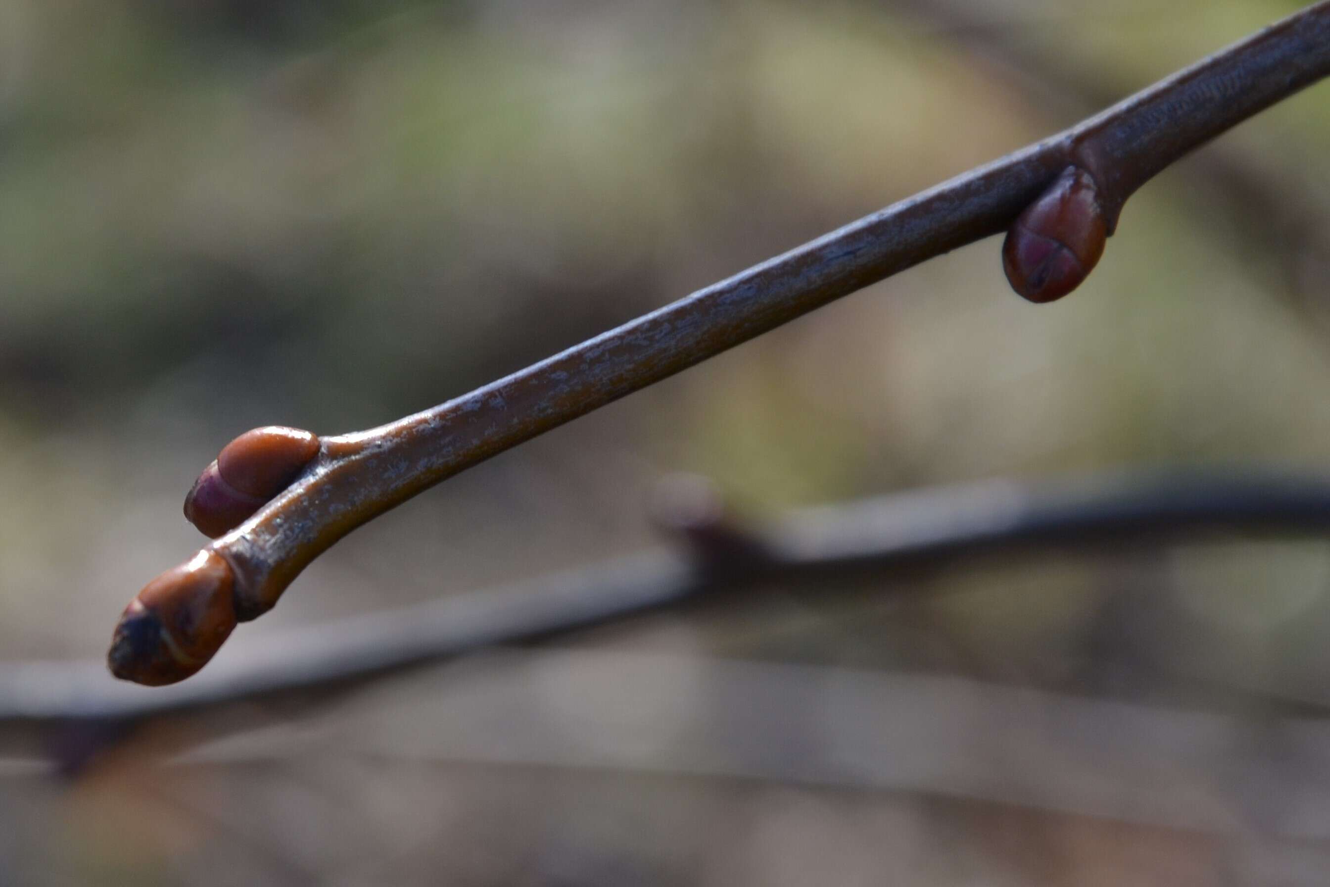 Image of Littleleaf Linden