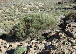 Image of Tiede White Broom